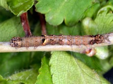 Allophyes oxyacanthae_гусеница III_2